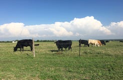 Bull et vaches Images libres de droits Bull et vaches Images libres de droits