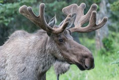 Bull Moose Royalty Free Stock Image Bull Moose Royalty Free Stock Image