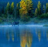 Bull Moose Feeding In Lake Stock Image