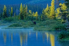 Bull Moose Standing At The Edge Of Lake Royalty Free Stock Photos Bull Moose Standing At The Edge Of Lake Royalty Free Stock Photos