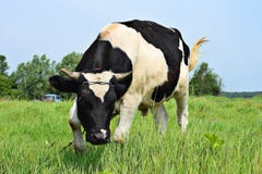 Bull On Meadow Stock Photography