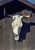 Bull-Schädel Lizenzfreie Stockfotos Bull-Schädel Lizenzfreie Stockfotos