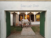 Bull in a Souvenir Shop royalty free stock photo Bull in a Souvenir Shop royalty free stock photo