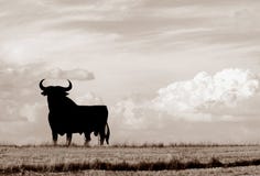 Bull of Spain