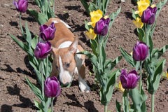 Bull terrier miniatura sveglio sta giocando sul campo con i tulipani Animali da compagnia Fotografie Stock Bull terrier miniatura sveglio sta giocando sul campo con i tulipani Animali da compagnia Fotografie Stock