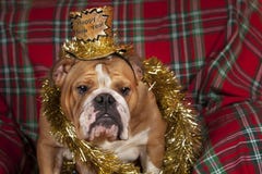 Bulldog del buon anno immagine stock libera da diritti Bulldog del buon anno immagine stock libera da diritti