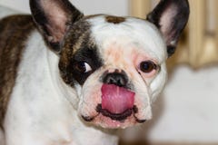 Bulldog francese che lecca il suo naso fotografia stock Bulldog francese che lecca il suo naso fotografia stock