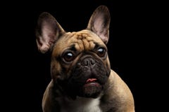 Bulldog francese isolato sul nero fotografia stock libera da diritti Bulldog francese isolato sul nero fotografia stock libera da diritti