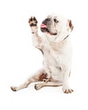 Bulldog High Five Royalty Free Stock Photo Bulldog High Five Royalty Free Stock Photo