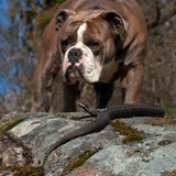 Bulldoggen möter en Viperaberus Bulldoggen möter en Viperaberus