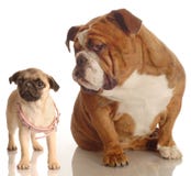 bulldoggmopsvalp royaltyfri bild bulldoggmopsvalp royaltyfri bild