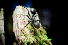 Bullet Ants in the Amazon