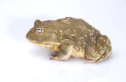 bullfrog arkivbilder bullfrog arkivbilder