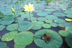 Bullfrog (Ranacatesbeiana) arkivfoton Bullfrog (Ranacatesbeiana) arkivfoton