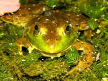 Bullfrog (Ranacatesbeiana) Wisconsin royaltyfri foto Bullfrog (Ranacatesbeiana) Wisconsin royaltyfri foto
