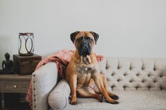 Bullmastiff op laag royalty-vrije stock fotografie Bullmastiff op laag royalty-vrije stock fotografie
