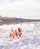 Bullterrierhund im Winterpark stockfoto Bullterrierhund im Winterpark stockfoto
