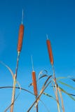 Bulrush Against Blue Sky Stock Photography Bulrush Against Blue Sky Stock Photography
