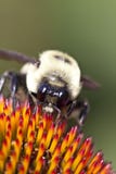 Bumble Bee Stock Images