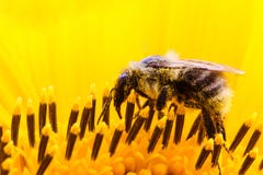 Bumble Bee Pollinator Collecting Pollen On The Surface Of A Yellow Fresh Sunflower Extreme Macro Royalty Free Stock Photography