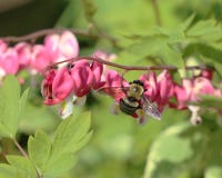 Bumblebee on Bleeding Heart royalty free stock image Bumblebee on Bleeding Heart royalty free stock image