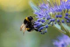 Bumblebee with blue flower / bloom royalty free stock image Bumblebee with blue flower / bloom royalty free stock image