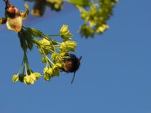 Bumblebee na kwiacie klonowy drzewo w wio?nie obrazy royalty free Bumblebee na kwiacie klonowy drzewo w wio?nie obrazy royalty free