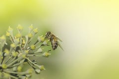 Bumblebee sits on honeysuckle inflorescence stock images Bumblebee sits on honeysuckle inflorescence stock images