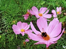 Bumblebee zbiera pollen na różowym cosmea obraz stock Bumblebee zbiera pollen na różowym cosmea obraz stock