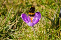 Bumblebee που αρχίζει από έναν κρόκο την άνοιξη στοκ φωτογραφία με δικαίωμα ελεύθερης χρήσης Bumblebee που αρχίζει από έναν κρόκο την άνοιξη στοκ φωτογραφία με δικαίωμα ελεύθερης χρήσης