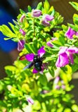 Bumblebee επικονιάζει το Μπους των κόκκινων λουλουδιών κλείστε επάνω Στο υπόβαθρο των πράσινων φύλλων στοκ εικόνες με δικαίωμα ελεύθερης χρήσης Bumblebee επικονιάζει το Μπους των κόκκινων λουλουδιών κλείστε επάνω Στο υπόβαθρο των πράσινων φύλλων στοκ εικόνες με δικαίωμα ελεύθερης χρήσης