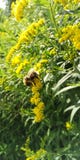 Bumblebee στο πρόγευμα στοκ εικόνες Bumblebee στο πρόγευμα στοκ εικόνες