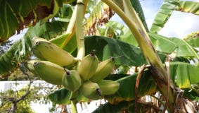 Tropical climate& x27;s fruitage stock photography Tropical climate& x27;s fruitage stock photography