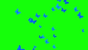 Download Bunch Of Butterfly Flying Same Direction Over Green Screen Stock Video Video Of Blue Garden 177770467