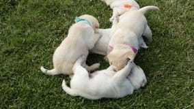 Bunch of cute labrador puppy dog play in the grass