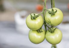 A bunch of fresh green tomato over blurred garden royalty free stock photos A bunch of fresh green tomato over blurred garden royalty free stock photos
