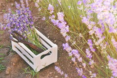 A bunch of freshly cut lavender flowers and rusty old scissors in a small white wooden crate laid over the soil among the blooming Stock Images A bunch of freshly cut lavender flowers and rusty old scissors in a small white wooden crate laid over the soil among the blooming Stock Images