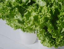 Bunch of green lettuce leaves on a white wooden background horizontal isolated top view royalty free stock image Bunch of green lettuce leaves on a white wooden background horizontal isolated top view royalty free stock image
