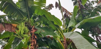 A bunch of green bananas on the tree - Agriculture in Africa royalty free stock image A bunch of green bananas on the tree - Agriculture in Africa royalty free stock image