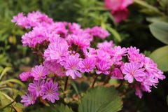 Bunch of little purple flowers royalty free stock photos Bunch of little purple flowers royalty free stock photos