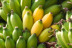 Bunch Of Bananas On Abanana Plantation In India Stock Photo