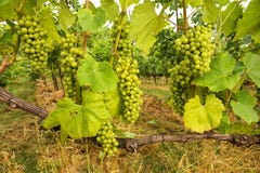 Bunch Of Grapes Royalty Free Stock Photography