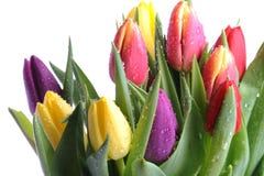 Bunch Of Tulips Stock Photography Bunch Of Tulips Stock Photography