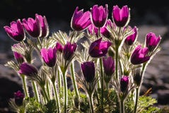 Pasque flowers in garden royalty free stock images Pasque flowers in garden royalty free stock images