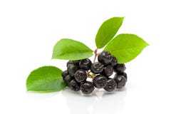 Bunch of ripe black chokeberry on a white background royalty free stock photos Bunch of ripe black chokeberry on a white background royalty free stock photos