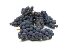 Bunch of ripe grapes isolated on white background royalty free stock photos Bunch of ripe grapes isolated on white background royalty free stock photos