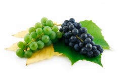 Bunch of Ripe Green and Blue Grapes with Leaf royalty free stock photography Bunch of Ripe Green and Blue Grapes with Leaf royalty free stock photography