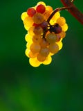 Yellow Wine Grapes