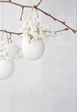 Bunch of white baby's breath flowers (gypsophila) in eggs shell. royalty free stock images Bunch of white baby's breath flowers (gypsophila) in eggs shell. royalty free stock images