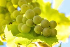 Bunch of white grape with leafs and blue sky on background royalty free stock photos Bunch of white grape with leafs and blue sky on background royalty free stock photos